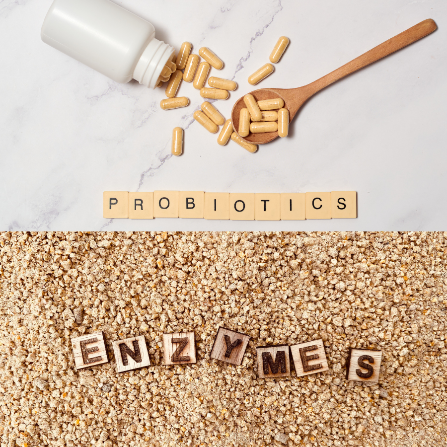 Giải Mã 2 Loại Men Quyền Lực Trong Cơ Thể: Men Tiêu Hóa (Enzymes) & Men Vi Sinh (Probiotics) – Bạn Đã Hiểu Đúng Chưa?