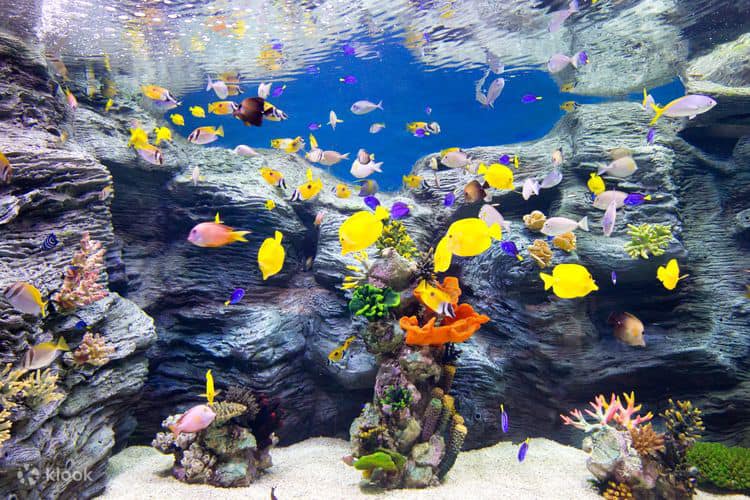 Tour Tham Quan Trải Nghiệm Tại Thủy Cung LOTTE MALL TÂY HỒ - Dành Cho Đoàn Trường Mầm Non, Tiểu Học