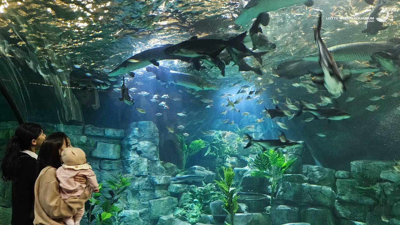 Tour Tham Quan Trải Nghiệm Tại Thủy Cung LOTTE MALL TÂY HỒ - Dành Cho Đoàn Trường Mầm Non, Tiểu Học