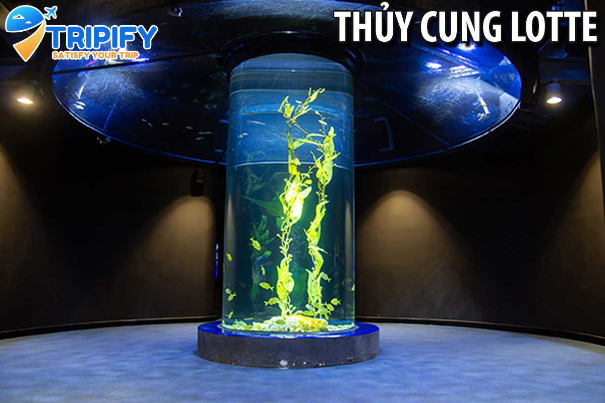 Vé Thủy Cung Lotte World Aquarium - Cuối Tuần | Khách Nước Ngoài