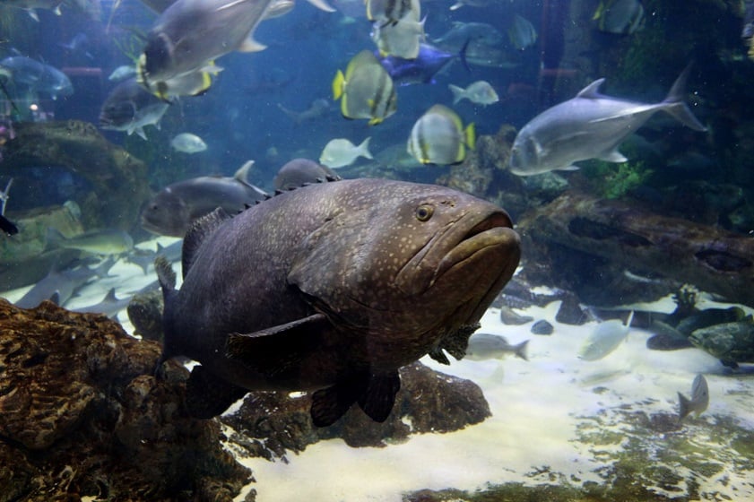 Thủy Cung Times City - Giá Vé Cuối Tuần [Thứ 7, Chủ Nhật, Lễ]