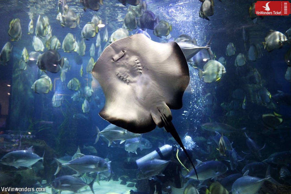 Thủy Cung Times City - Giá Vé Cuối Tuần [Thứ 7, Chủ Nhật, Lễ]