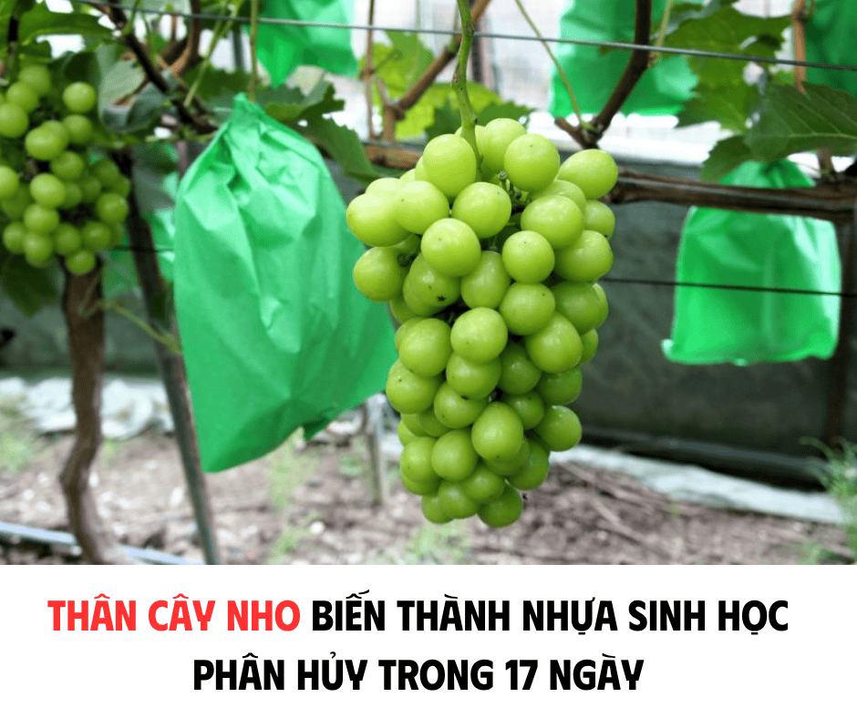 THÂN CÂY NHO BIẾN THÀNH NHỰA SINH HỌC PHÂN HỦY TRONG 17 NGÀY