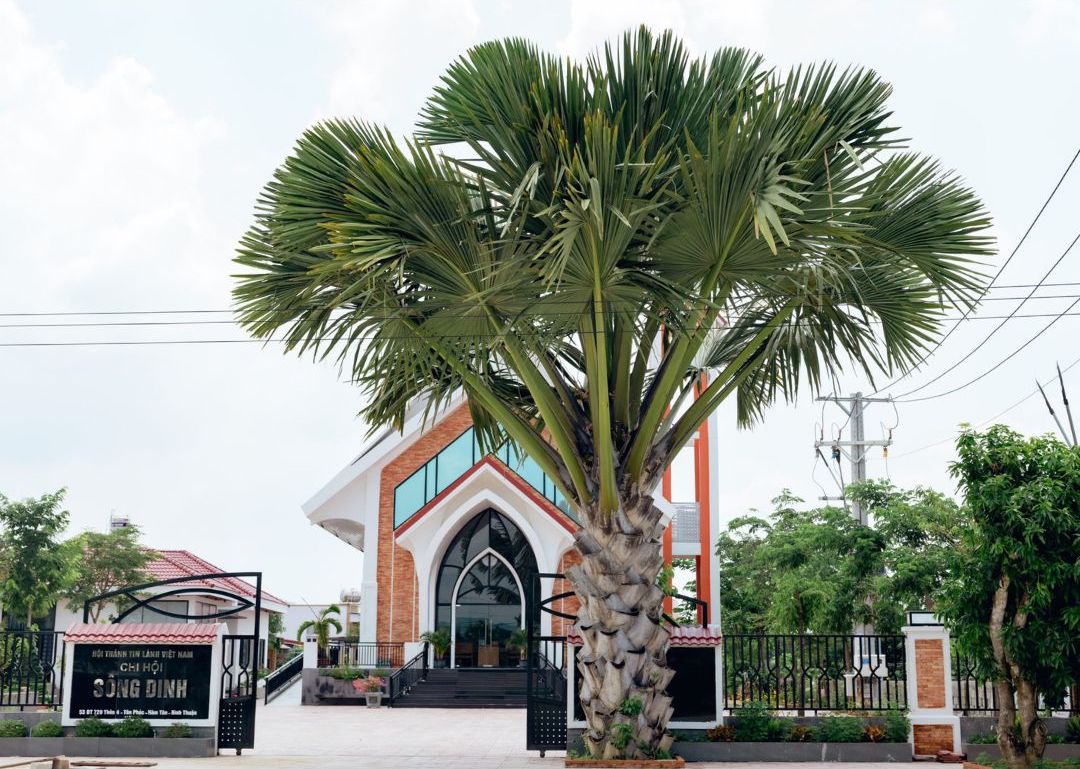 Giới Thiệu Về Cây Buông
