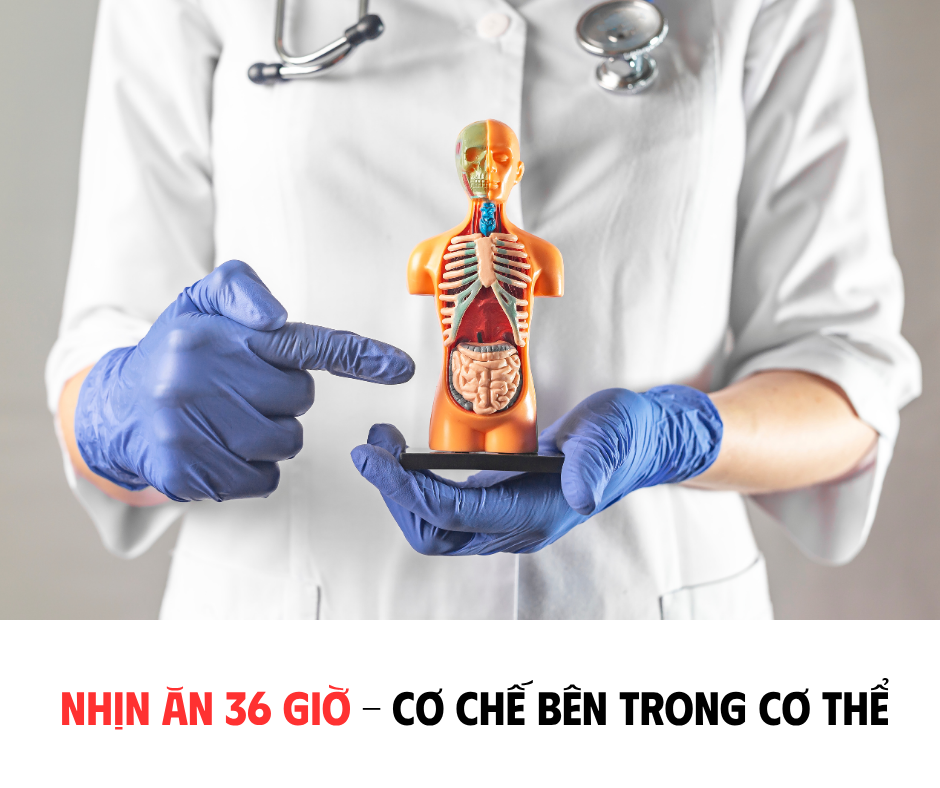 NHỊN ĂN 36 GIỜ - CƠ CHẾ BÊN TRONG CƠ THỂ