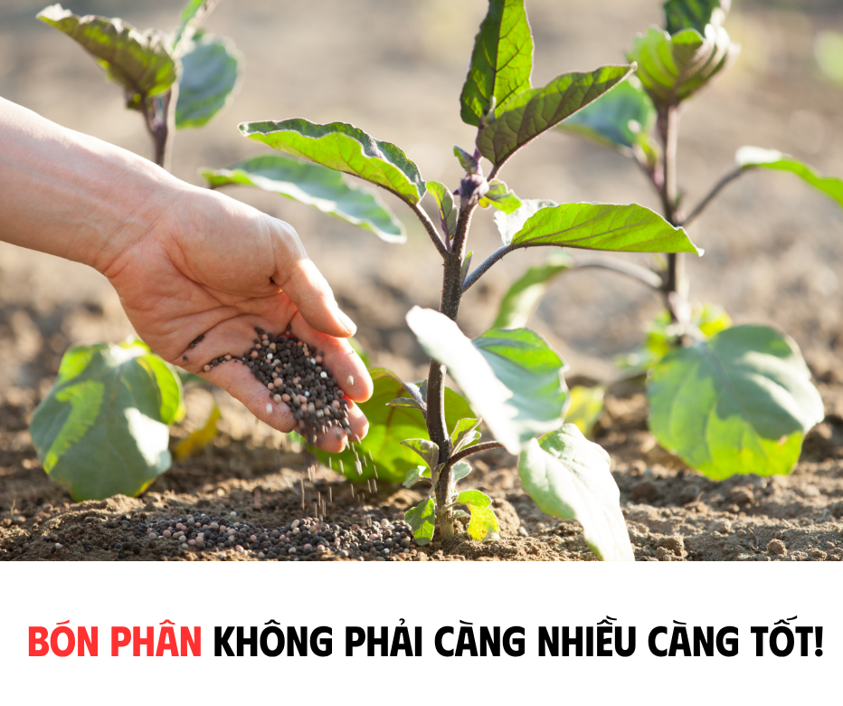 BÓN PHÂN KHÔNG PHẢI CÀNG NHIỀU CÀNG TỐT