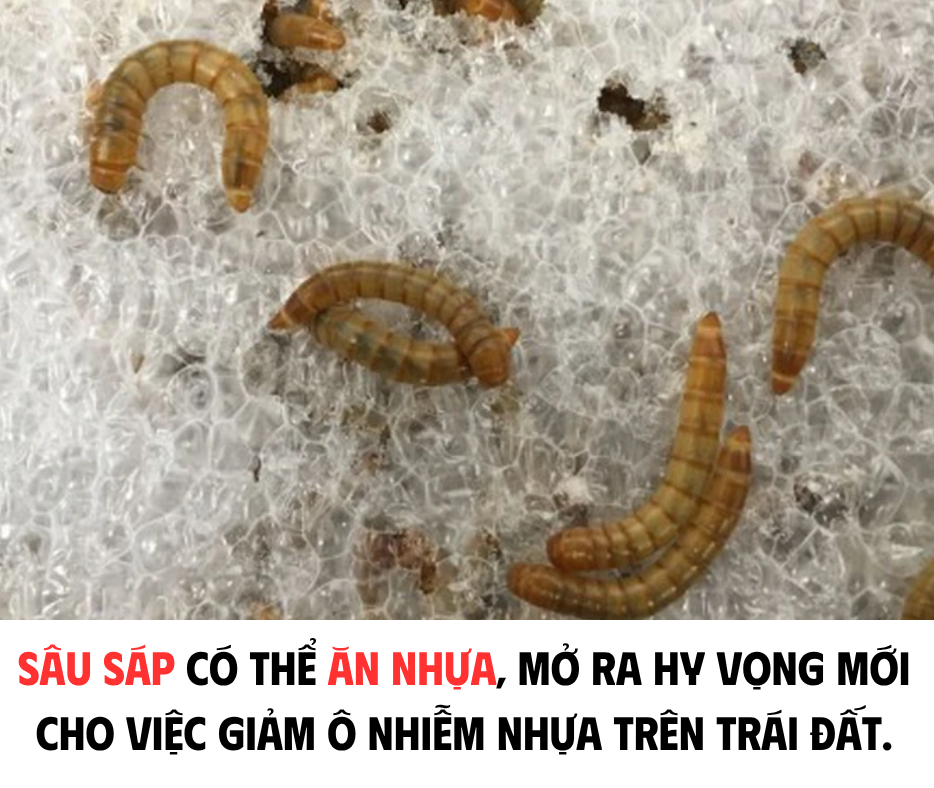 SÂU SÁP CÓ THỂ ĂN NHỰA