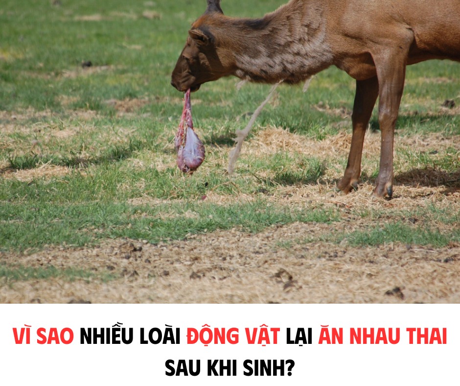 VÌ SAO NHIỀU LOẠI ĐỘNG VẬT LẠI ĂN NHAU THAI SAU KHI SINH?