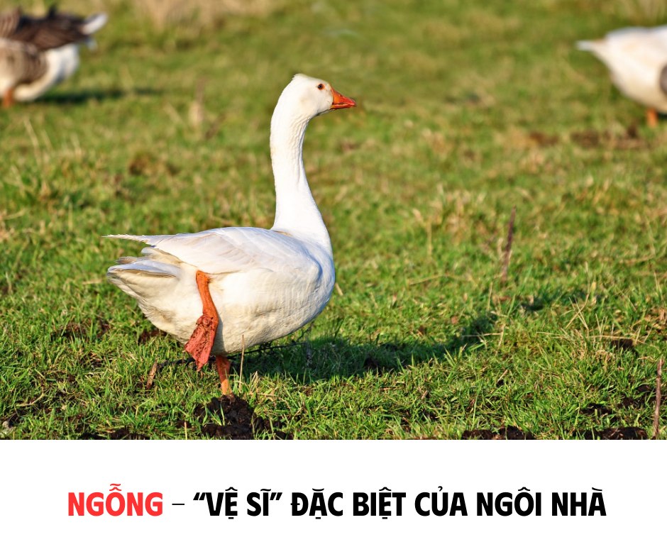 NGỖNG - 