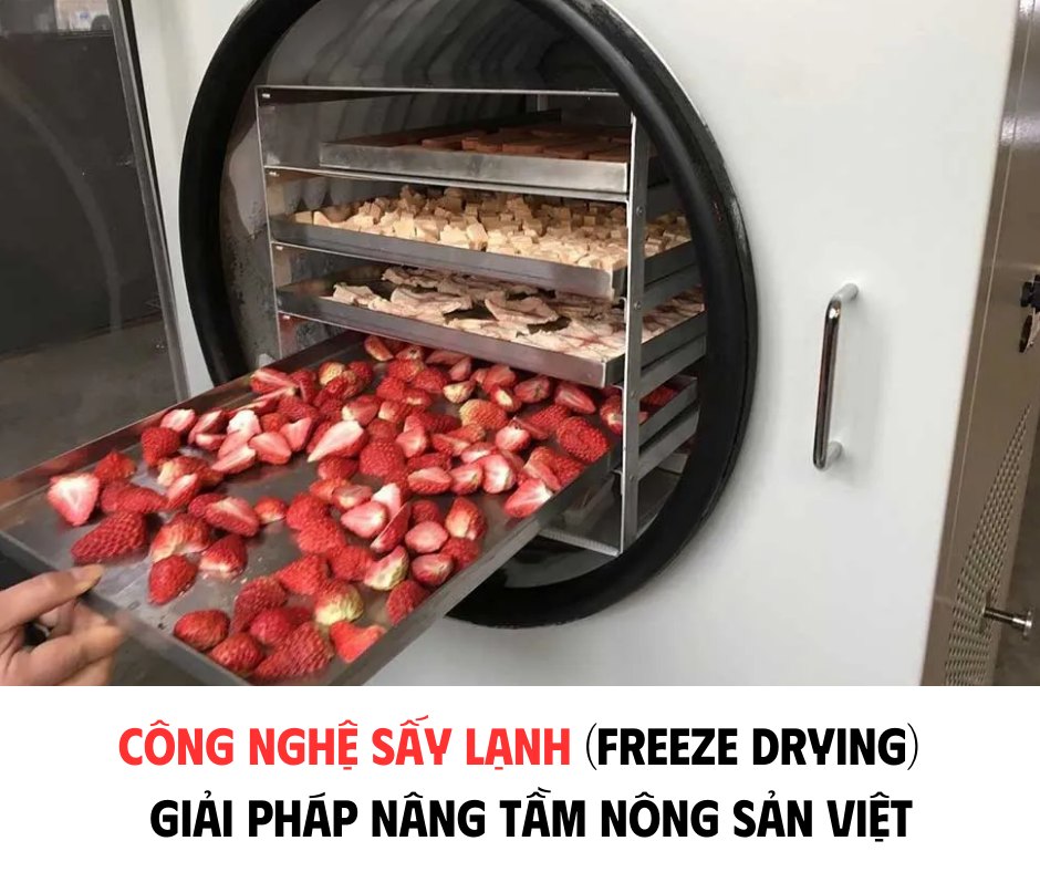 CÔNG NGHỆ SẤY LẠNH (FREEZE DRYING) - GIẢI PHÁP NÂNG TẦM NÔNG SẢN VIỆT