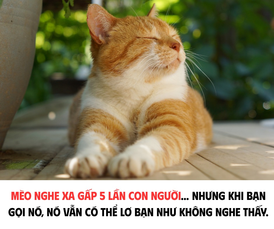 MÈO NGHE XA GẤP 5 LẦN CON NGƯỜI