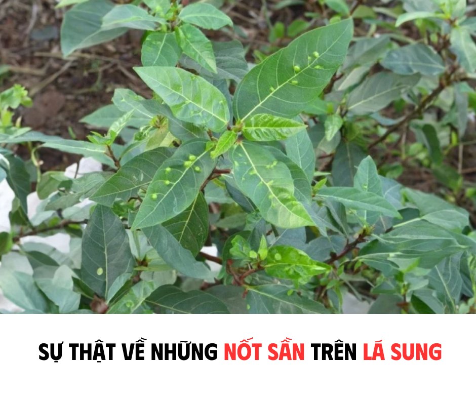 SỰ THẬT VỀ NHỮNG NỐT SẦN TRÊN LÁ SUNG
