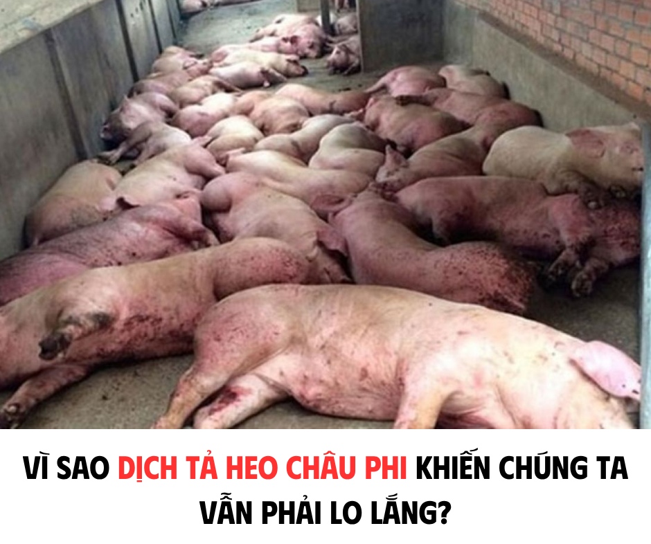 VÌ SAO DỊCH TẢ HEO CHÂU PHI KHIẾN CHÚNG TA VẪN PHẢI LO LẮNG?