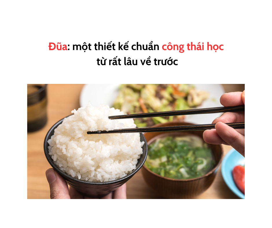 ĐŨA: MỘT THIẾT KẾ CHUẨN CÔNG THÁI HỌC TỪ RẤT LÂU VỀ TRƯỚC
