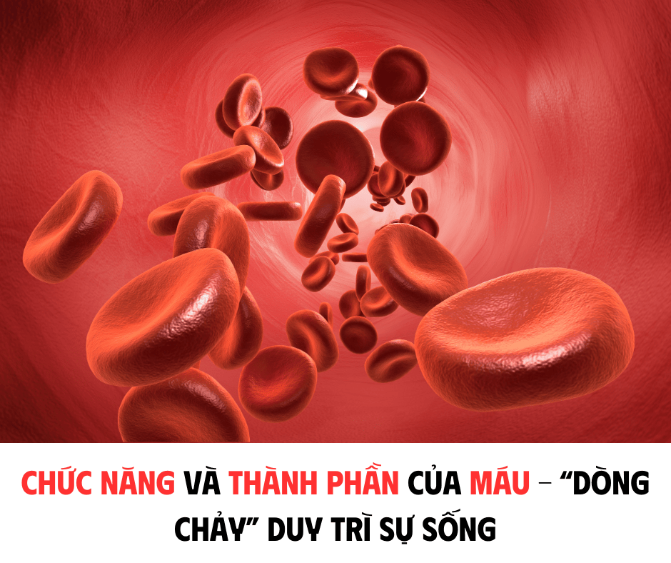CHỨC NĂNG VÀ THÀNH PHẦN CỦA MÁU - 