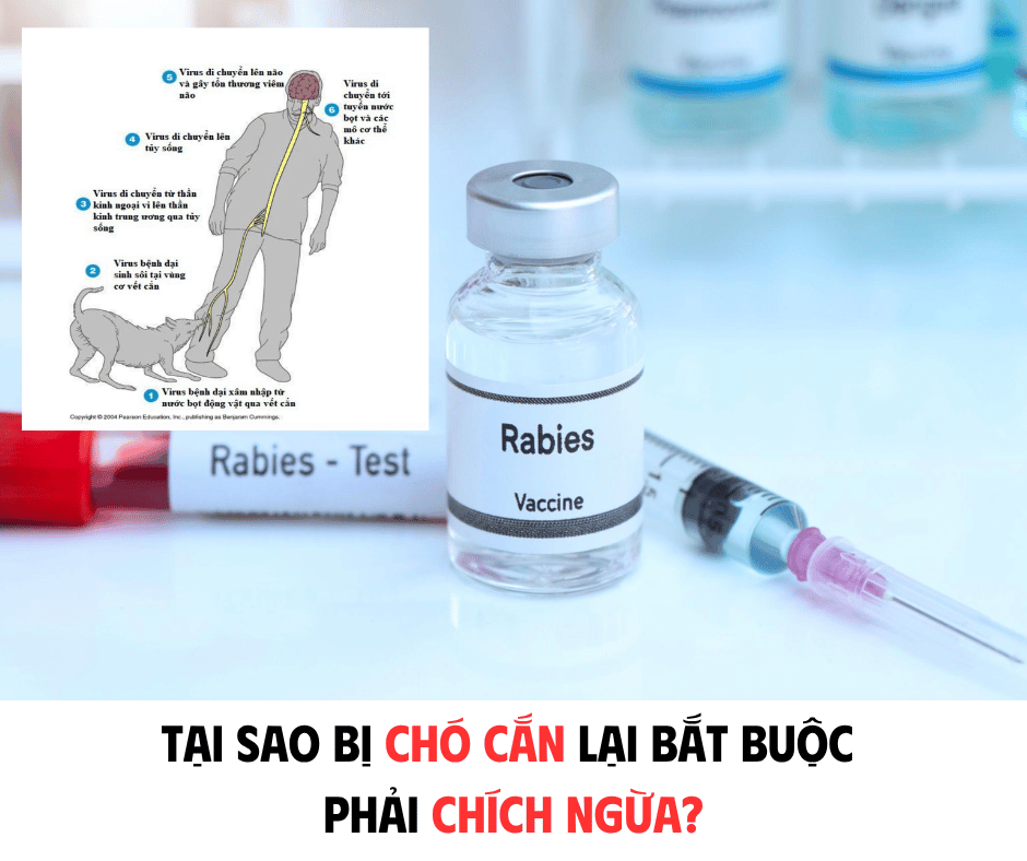 TẠI SAO BỊ CHÓ CẮN LẠI BẮT BUỘC PHẢI CHÍCH NGỪA?