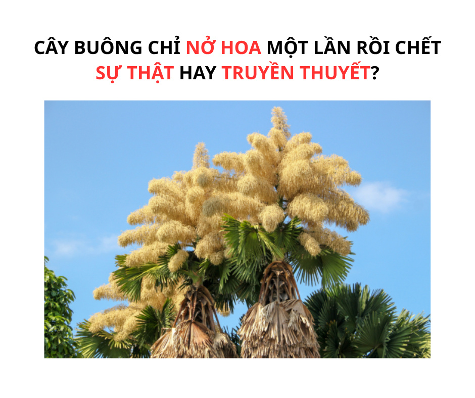 CÂY BUÔNG CHỈ NỞ HOA MỘT LẦN RỒI CHẾT - SỰ THẬT HAY TRUYỀN THUYẾT?