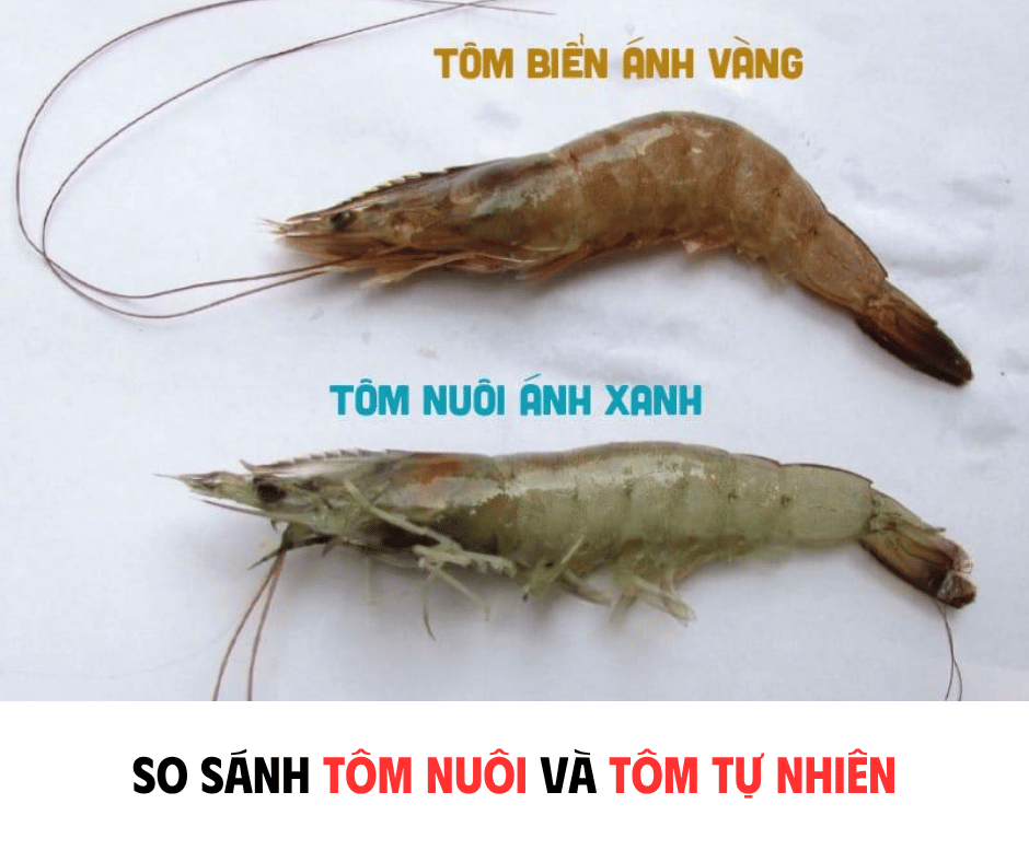 SO SÁNH TÔM NUÔI VÀ TÔM TỰ NHIÊN