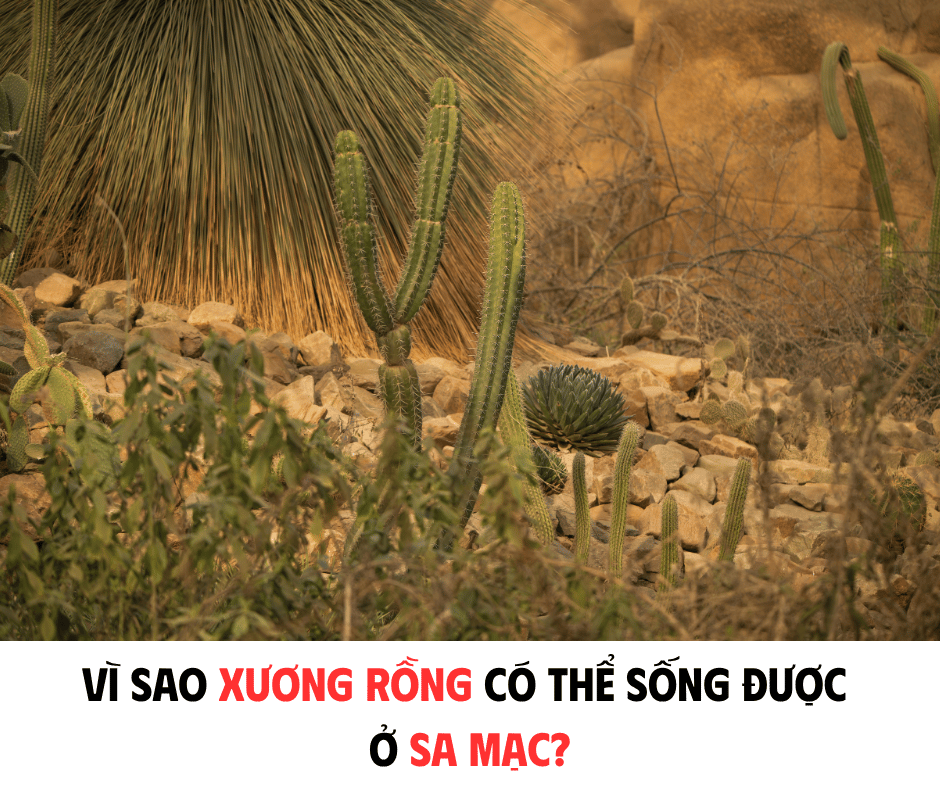 VÌ SAO XƯƠNG RỒNG CÓ THỂ SỐNG ĐƯỢC Ở SA MẠC?