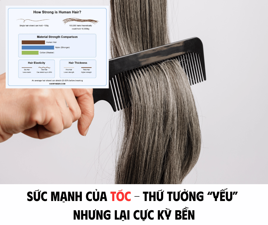 SỨC MẠNH CỦA TÓC - THỨ TƯỞNG YẾU NHƯNG LẠI CỰC KỲ BỀN