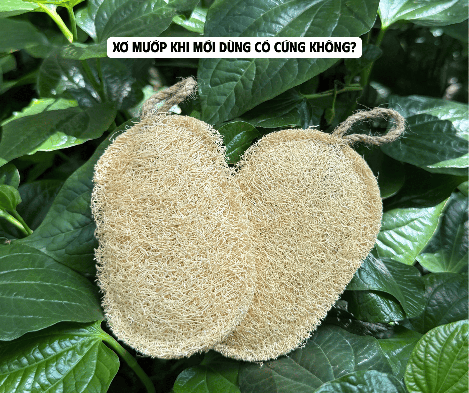 XƠ MƯỚP KHI MỚI DÙNG CÓ BỊ CỨNG HAY KHÔNG?