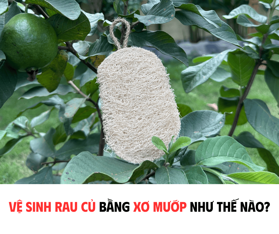 VỆ SINH RAU CỦ BẰNG XƠ MƯỚP NHƯ THẾ NÀO?