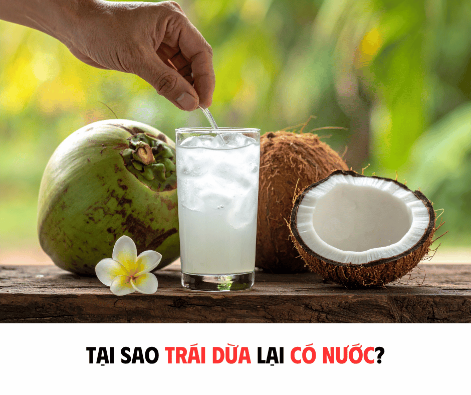 TẠI SAO TRÁI DỪA LẠI CÓ NƯỚC?