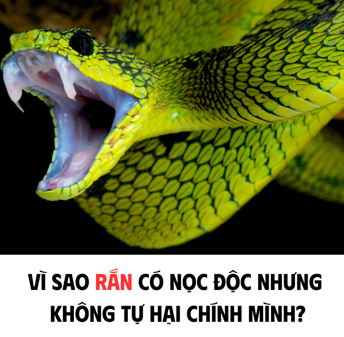 VÌ SAO RẮN CÓ NỌC ĐỘC NHƯNG KHÔNG TỰ HẠI CHÍNH MÌNH ?