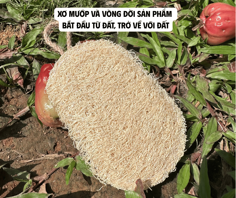 XƠ MƯỚP VÀ VÒNG ĐỜI SẢN PHẨM - BẮT ĐẦU TỪ ĐẤT, TRỞ VỀ VỚI ĐẤT