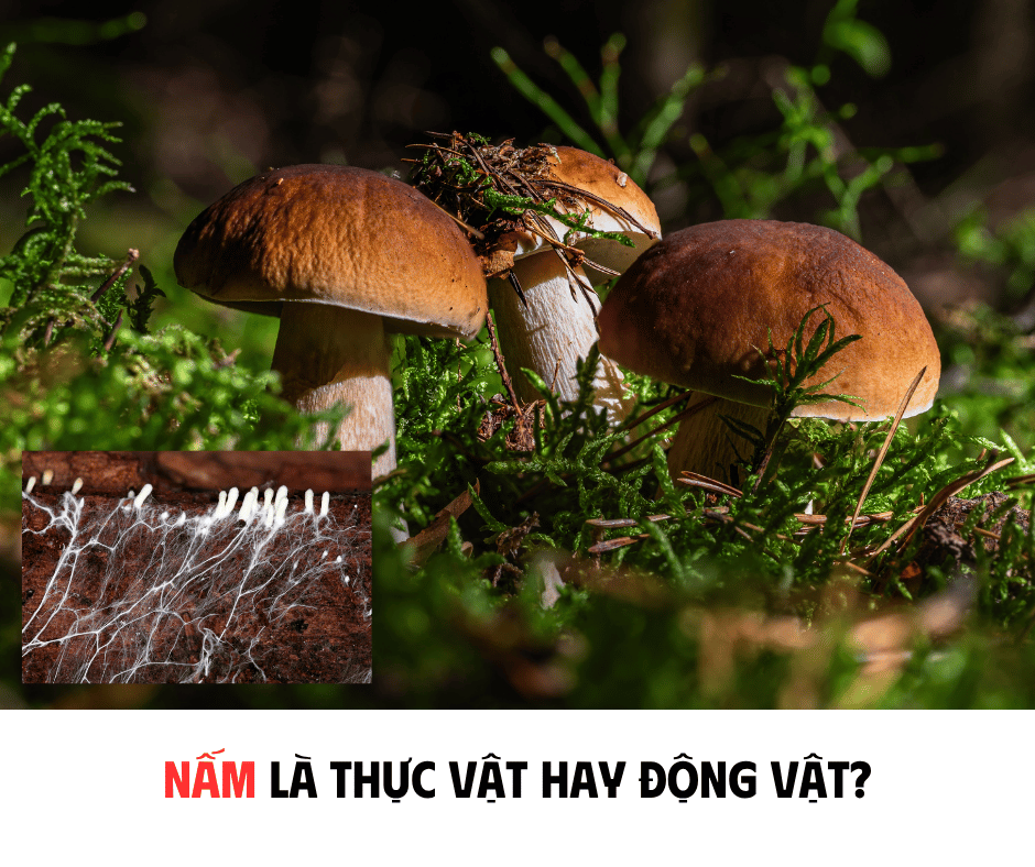 NẤM LÀ THỰC VẬT HAY ĐỘNG VẬT ?