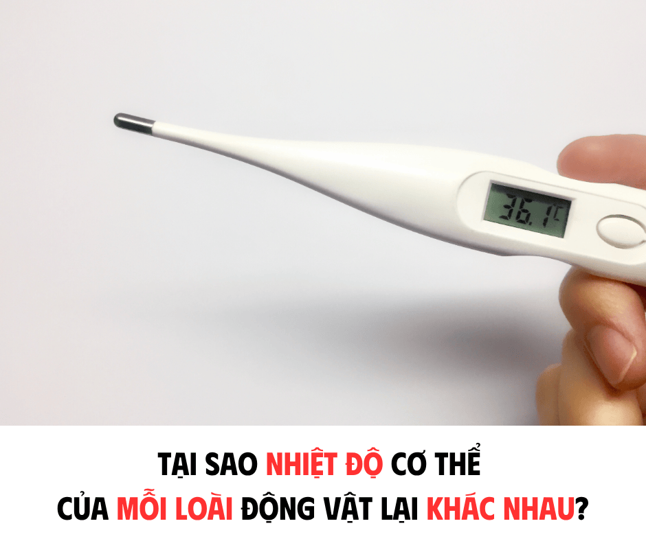 TẠI SAO NHIỆT ĐỘ CƠ THỂ CỦA MỖI LOÀI ĐỘNG VẬT LẠI KHÁC NHAU?