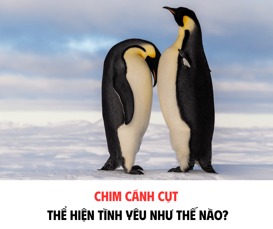 CHIM CÁCH CỤT THỂ HIỆN TÌNH YÊU NHƯ THẾ NÀO ?