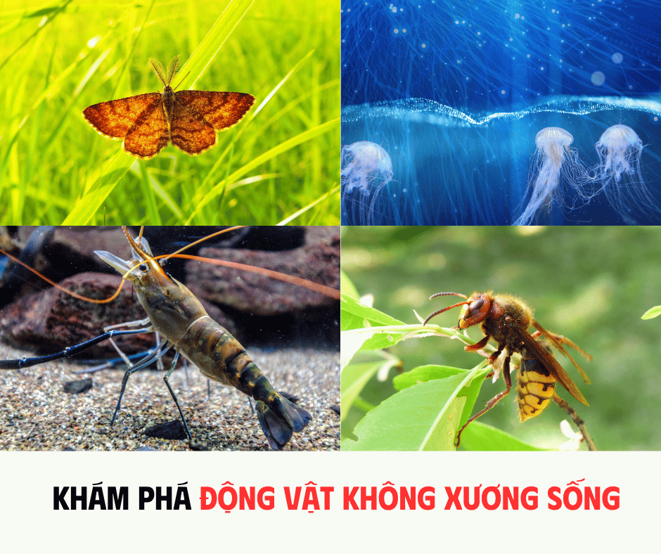 KHÁM PHÁ ĐỘNG VẬT KHÔNG XƯƠNG SỐNG