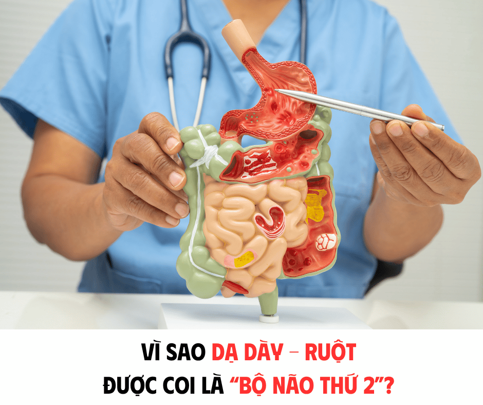 VÌ SAO DẠ DÀY - RUỘT LẠI ĐƯỢC XEM LÀ BỘ NÃO THỨ HAI?