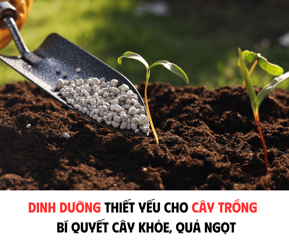 DINH DƯỠNG THIẾT YẾU CHO CÂY TRỒNG - BÍ QUYẾT CÂY KHỎE, QUẢ NGỌT