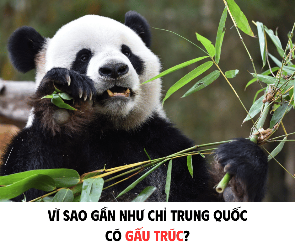 VÌ SAO GẦN NHƯ CHỈ TRUNG QUỐC CÓ GẤU TRÚC LỚN?