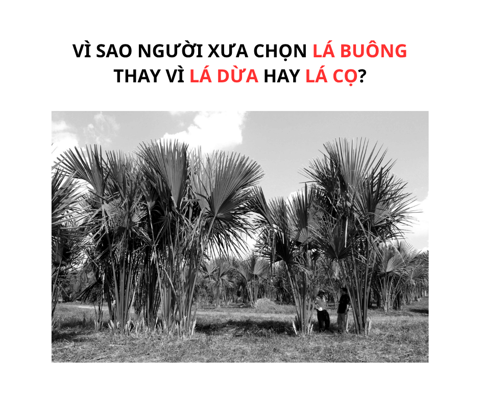 VÌ SAO NGƯỜI XƯA CHỌN LÁ BUÔNG THAY VÌ LÁ DỪA HAY CỌ