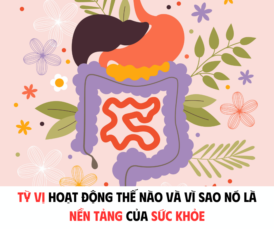 TÌ VỊ HOẠT ĐỘNG NHƯ THẾ NÀO VÀ VÌ SAO NÓ LÀ NỀN TẢNG CỦA SỨC KHỎE