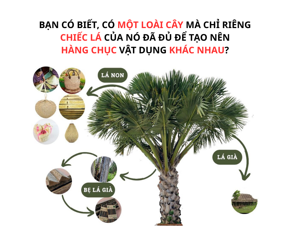 BẠN CÓ BIẾT, CÓ MỘT LOẠI CÂY MÀ CHỈ RIÊNG LÁ CỦA NÓ ĐÃ ĐỦ ĐỂ TẠI NÊN HÀNG CHỤC VẬT DỤNG KHÁC NHAU?