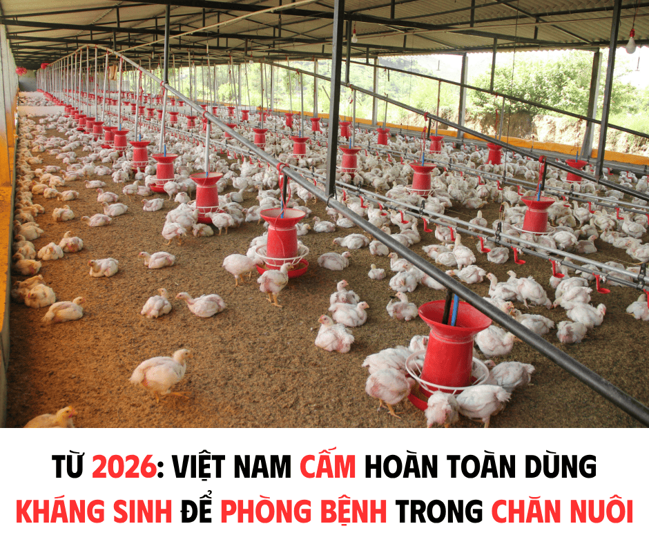 TỪ 2026: VIỆT NAM CẤM HOÀN TOÀN DÙNG KHÁNG SINH ĐỂ PHÒNG BỆNH TRONG CHĂN NUÔI