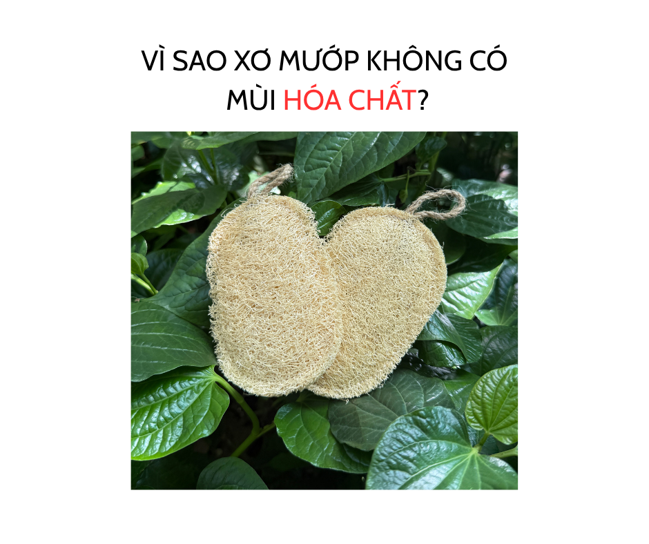 VÌ SAO XƠ MƯỚP KHÔNG CÓ MÙI HÓA CHẤT