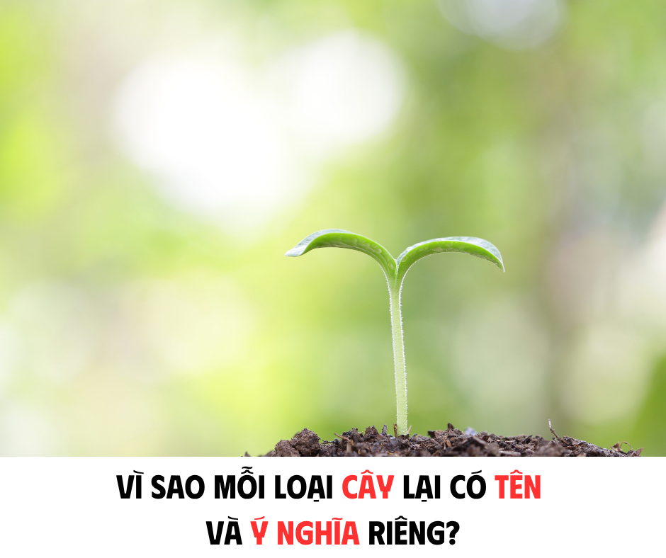 VÌ SAO MỖI LOẠI CÂY LẠI CÓ TÊN VÀ Ý NGHĨA RIÊNG?