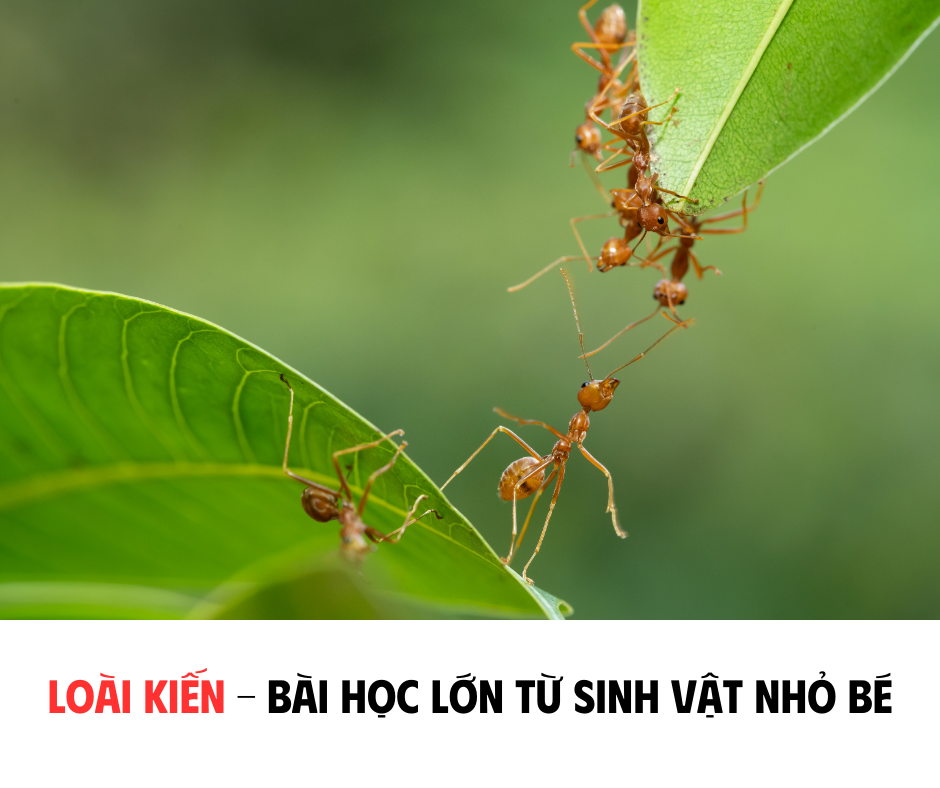 LOÀI KIẾN - BÀI HỌC LỚN TỪ SINH VẬT NHỎ BÉ