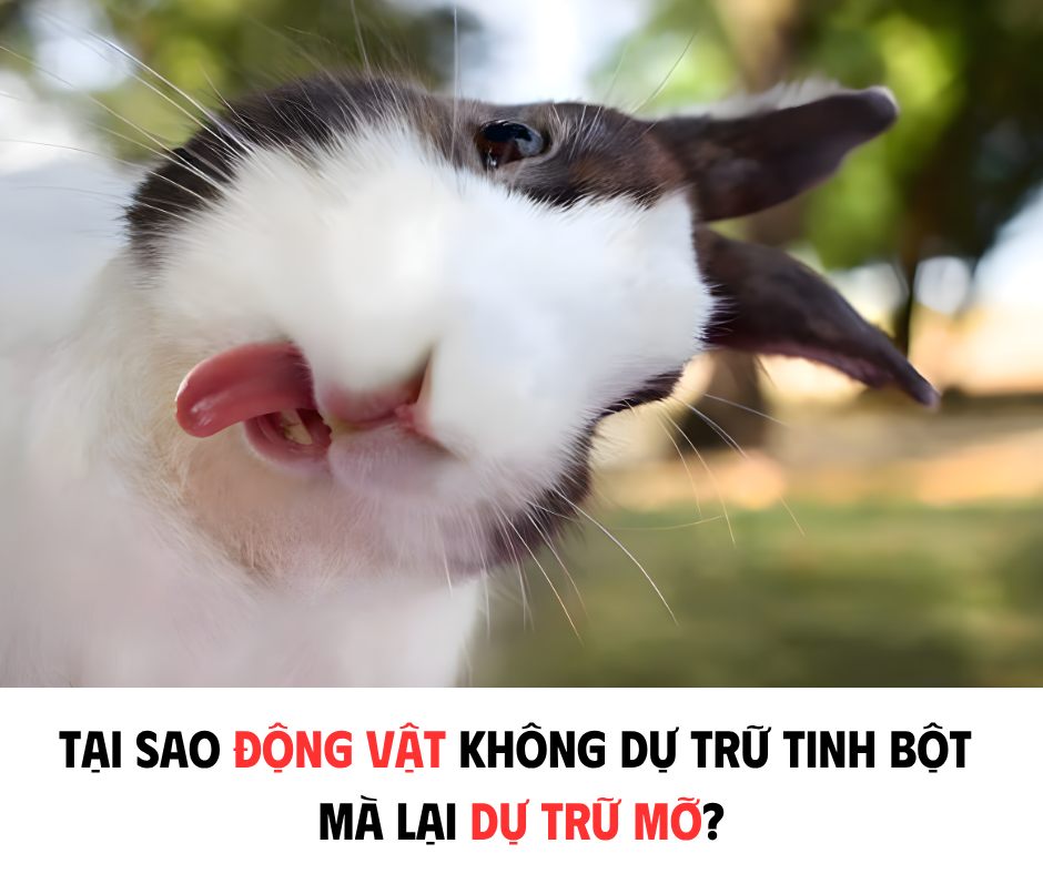 TẠI SAO ĐỘNG VẬT KHÔNG DỰ TRỮ TINH BỘT MÀ LẠI DỰ TRỮ MỠ?