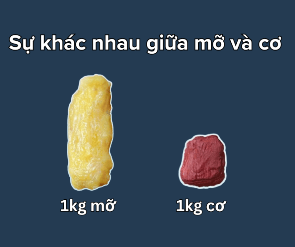 MỠ VÀ CƠ: CÙNG LÀ KHỐI LƯỢNG NHƯNG KHÁC NHAU HOÀN TOÀN - VÀ LIÊN QUAN GÌ ĐẾN GIẢM CÂN