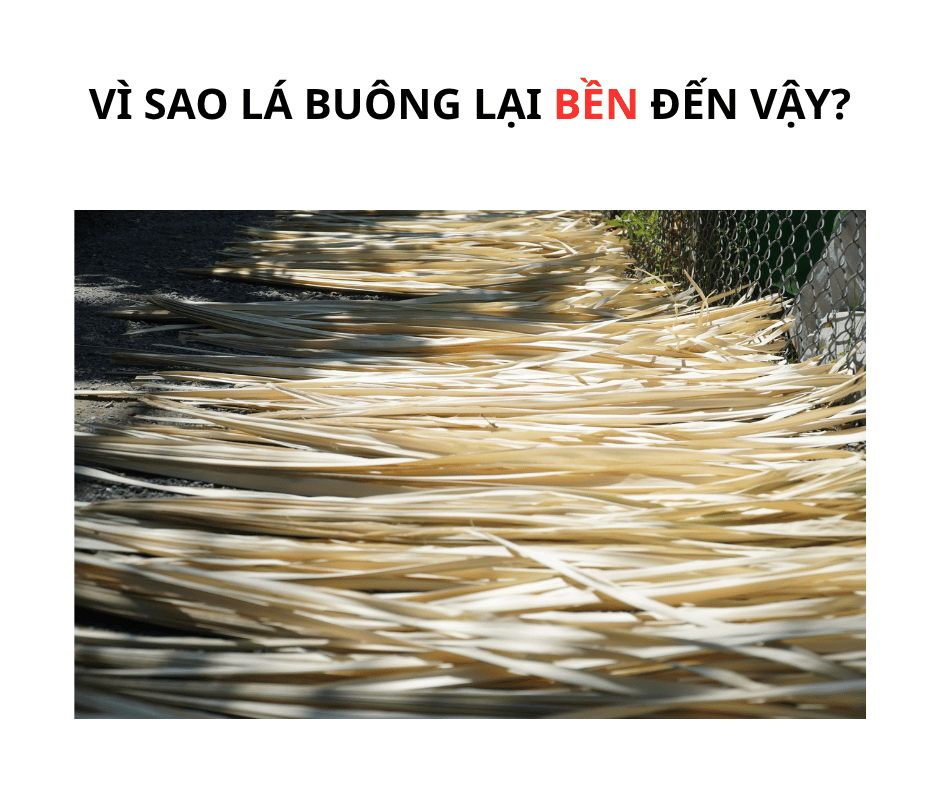 VÌ SAU LÁ BUÔNG LẠI BỀN ĐẾN VẬY