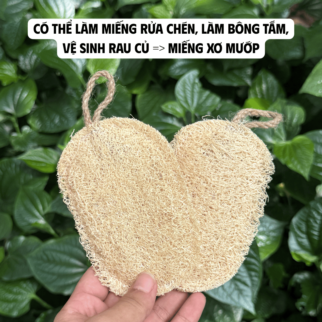 TỪ TRÁI MƯỚP TRÊN GIÀN ĐẾN MIẾNG XƠ MƯỚP TRONG GIAN BẾP