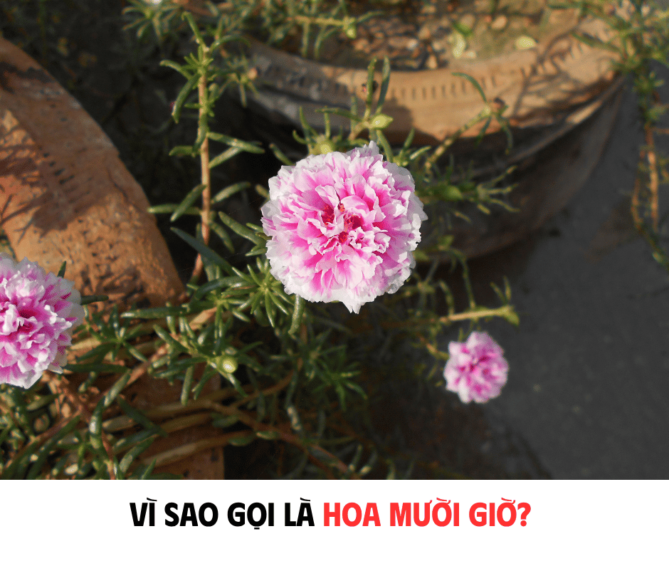 VÌ SAO GỌI LÀ HOA MƯỜI GIỜ?