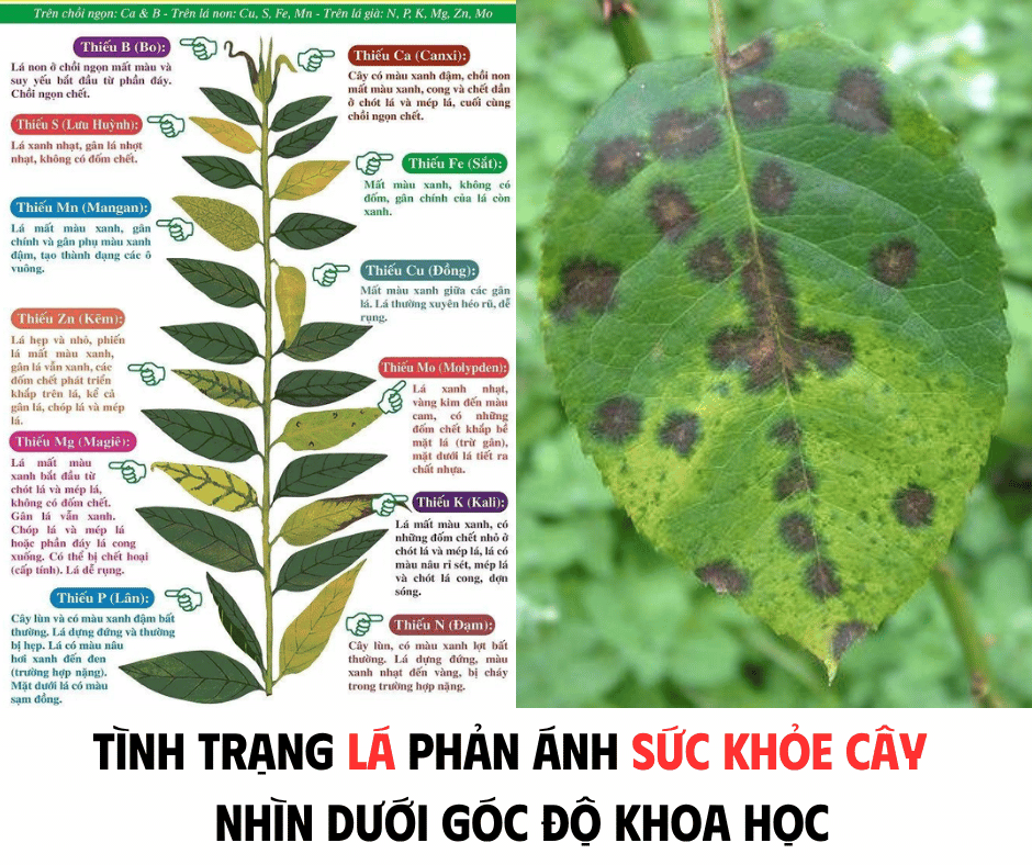 TÌNH TRẠNG LÁ PHẢN ÁNH SỨC KHỎE CÂY - DƯỚI GÓC NHÌN KHOA HỌC