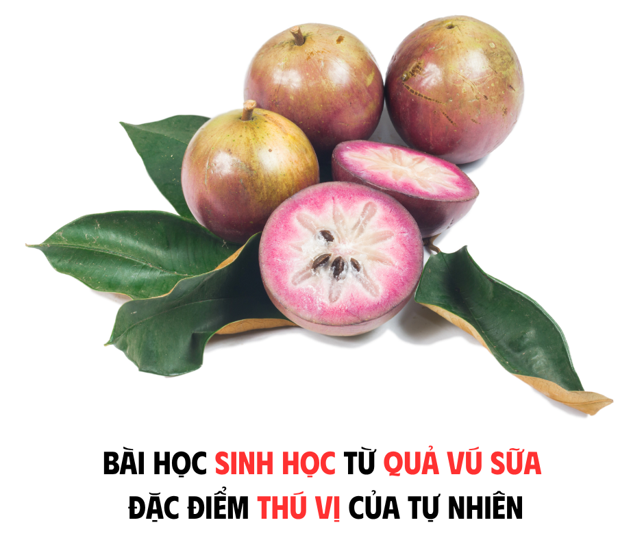 BÀI HỌC SINH HỌC TỪ QUẢ VÚ SỮA - NHỮNG ĐẶC ĐIỂM THÚ VỊ CỦA TỰ NHIÊN